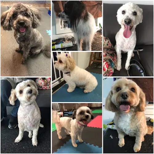 Mutts And Moggies - Pet Groomer in Moama