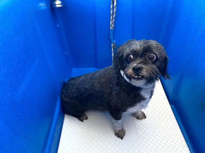 My Dirty Dog - Pet Groomer in Alexandra Hills