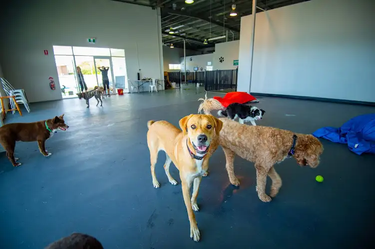 My Pet Hub - Townsville - Pet Groomer in Kirwan