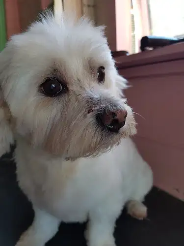Nadia's Classic Cuts For Dogs - Pet Groomer in Northmead