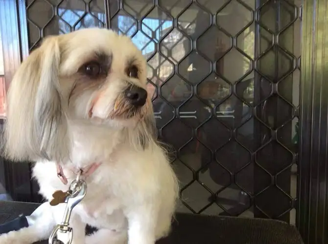 Nam's Pet Grooming - Pet Groomer in South Gladstone