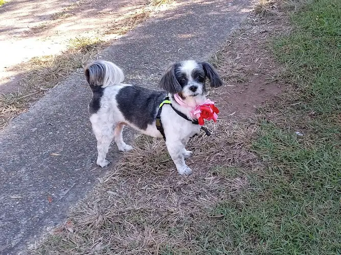 Nepean Mountains Dog Grooming - Pet Groomer in Emu Plains