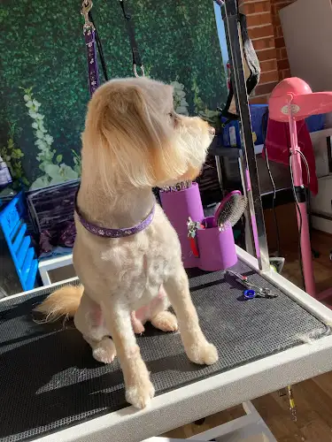 Nic's Pet Grooms - Pet Groomer in Glen Alpine