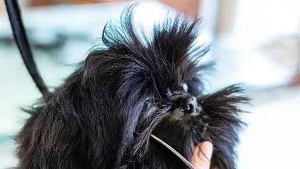 No - Pet Groomer in Ballina