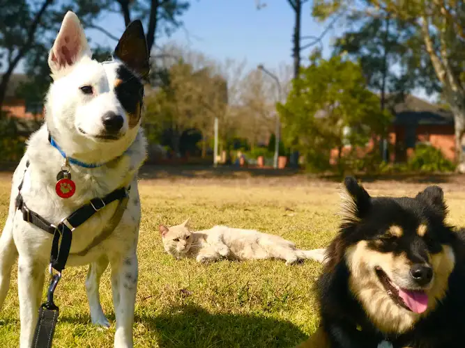 Noahs Arc Dog Wash And Co - Pet Groomer in Elizabeth Hills