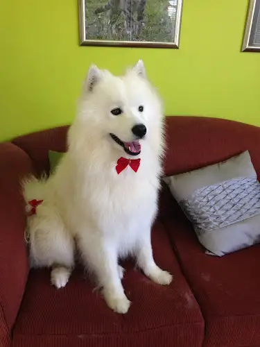 Noosa Eumundi Pet Grooming - Pet Groomer in Eumundi