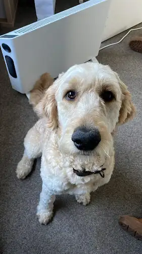Northern Beaches Pet Salon - Pet Groomer in Newport
