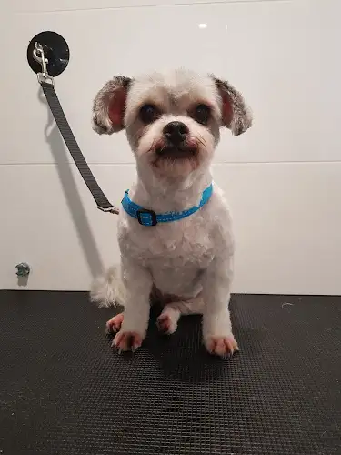 Nose 2 Tail - Pet Groomer in Brookfield