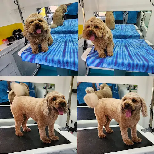One Fur All - Pet Groomer in Glen Alpine