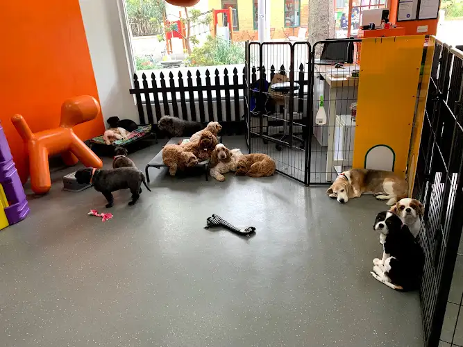 Orange Dogs - Pet Groomer in Lilyfield