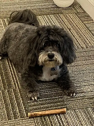 Our Salon Virginia - Pet Groomer in Virginia