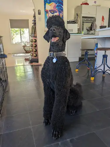 Oz Wagtails Pty Ltd - Pet Groomer in Darra