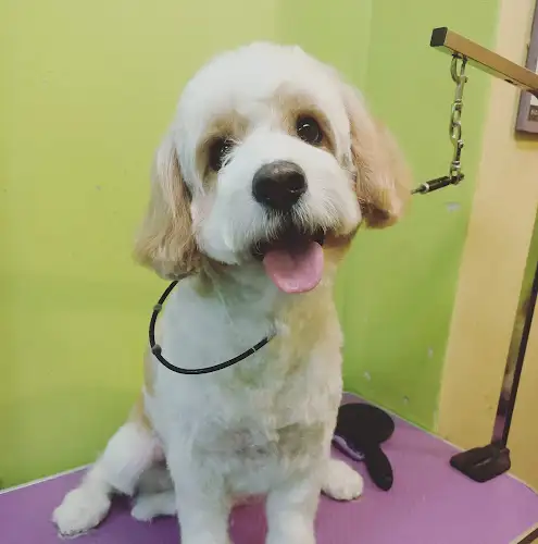 Palette Studio Dog Grooming - Pet Groomer in Drummoyne