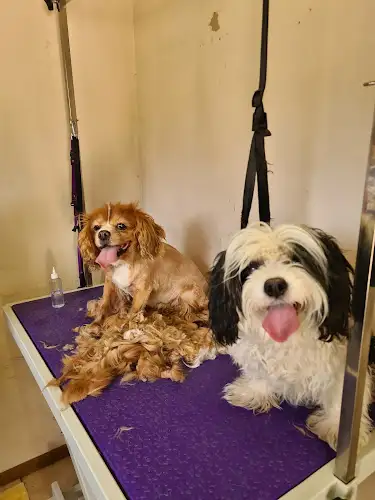 Pallas Park - Pet Groomer in Langwarrin South