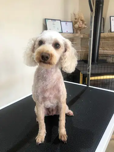 Pampered Floof - Pet Groomer in Picnic Point