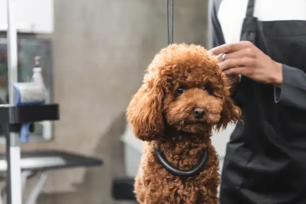 Pampered Pooch Grooming - Pet Groomer in Avondale