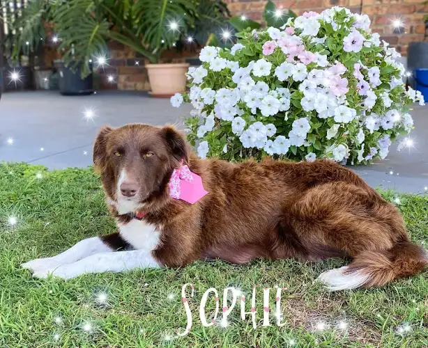 PamperPals - Pet Groomer in Granville