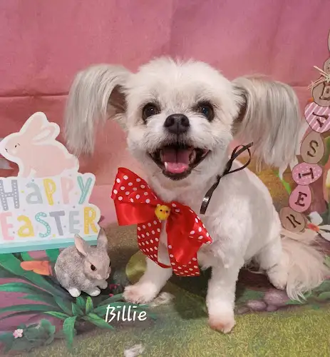 Panting Poodles Dog Grooming - Pet Groomer in Dakabin