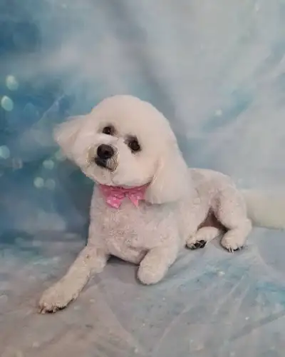 Paradise Pups - Pet Groomer in Deception Bay