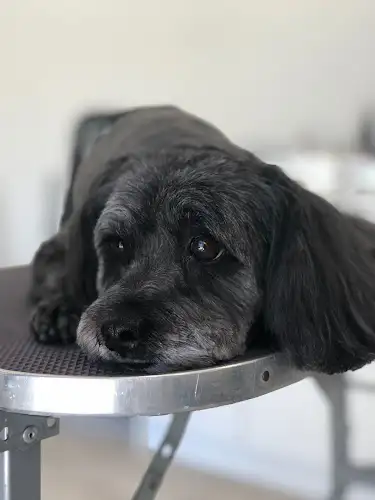 Paw FX Grooming Salon - Pet Groomer in Bracken Ridge