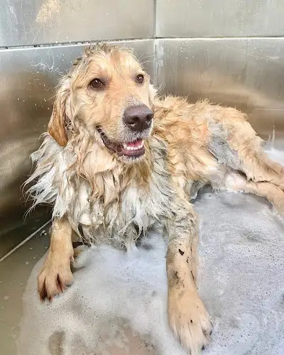 Paw Indulgence - Pet Groomer in Draper