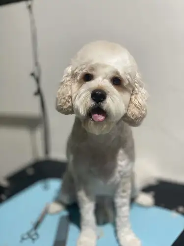 Paw Love Dog Grooming - Pet Groomer in West Ryde