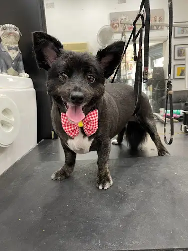 Paw Pleasure - Pet Groomer in Ashfield
