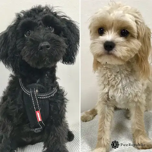Paw Republic, Crows Nest - Pet Groomer in Crows Nest
