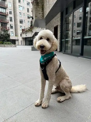 Paw Stars - Pet Groomer in Rose Bay