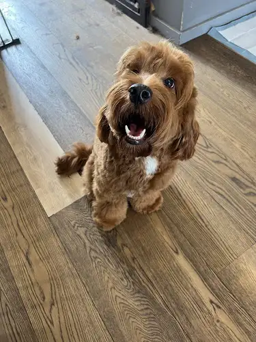 Pawfect Doggy Day Spa - Pet Groomer in Balmain