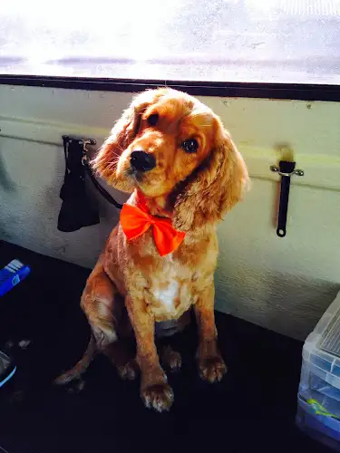 Pawfection By Julz - Pet Groomer in Kearns