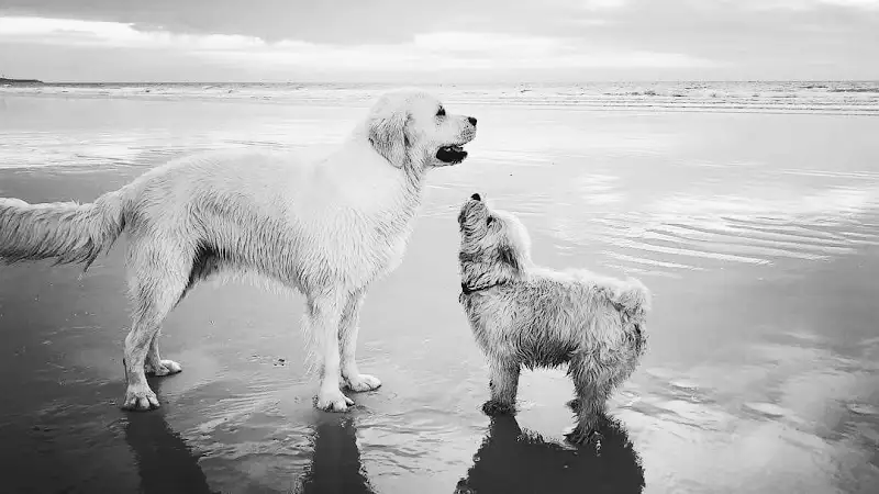 Pawfection Pet Service Dog Grooming - Pet Groomer in Cooya Beach