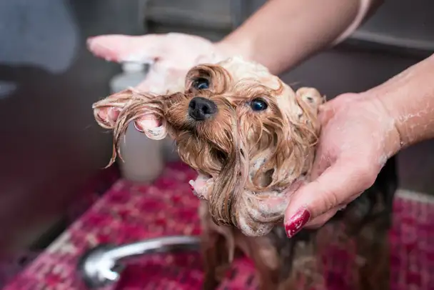 Pawprint Pets - Pet Groomer in Harrington Park