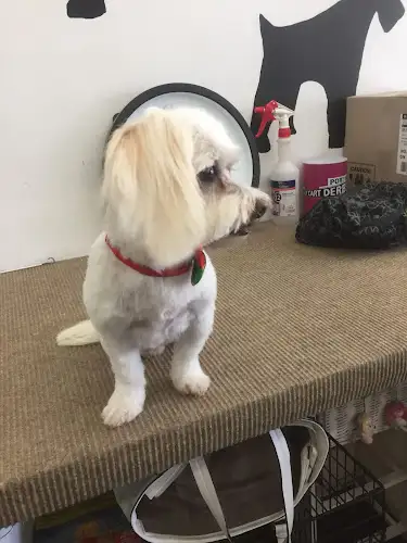 Paws At Port - Pet Groomer in Port Kembla