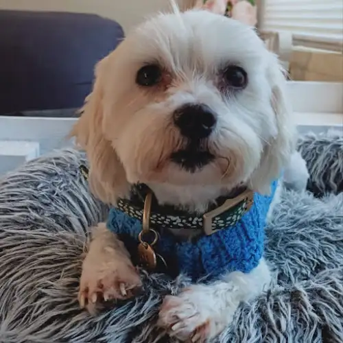 PAWS AWHILE - Pet Groomer in Toowong