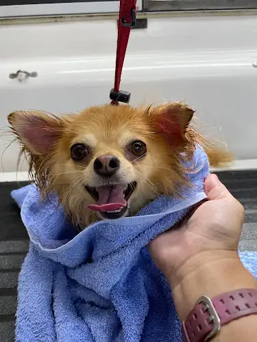 Paws For Pampering - Pet Groomer in Elrington