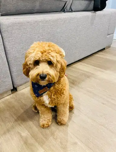 PawsAbout Pet Boutique - Pet Groomer in Coogee