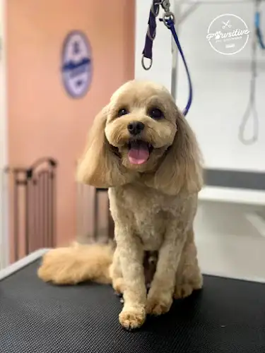 Pawsitive Pet Grooming - Pet Groomer in Mount Gravatt East