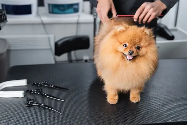 Pawsome Dog Wash - Pet Groomer in Ruse