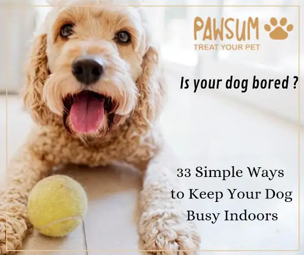 Pawsum - Pet Groomer in Leichhardt