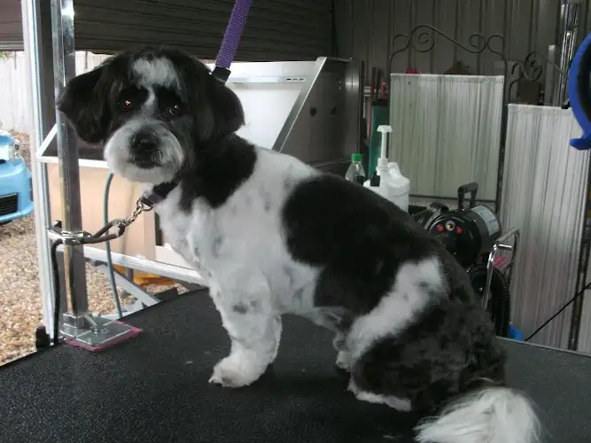Pawz A While Dog Grooming - Pet Groomer in Beerwah