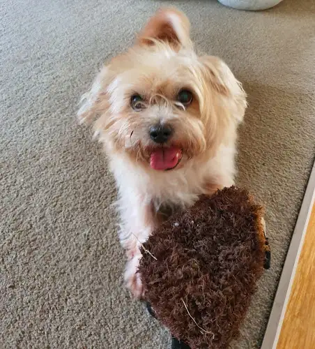 Peanut's Pet Palace - Pet Groomer in Pelican Waters