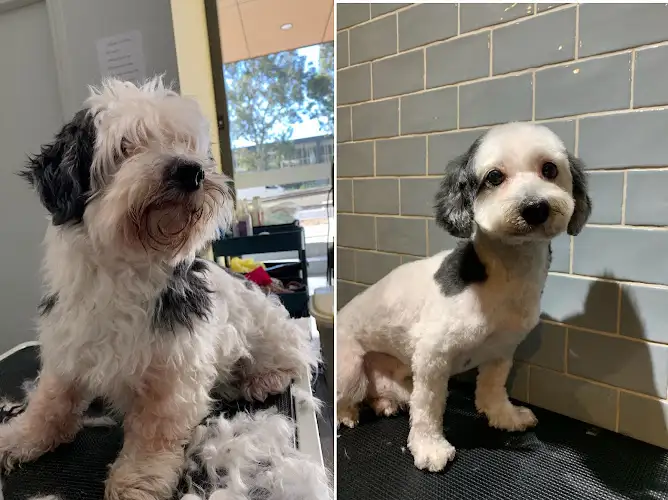 Peppy Puppy - Pet Groomer in Mascot