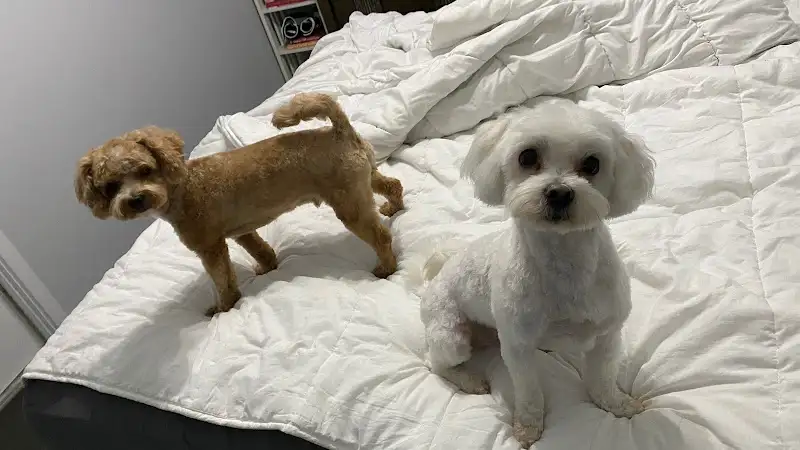 Perky Pooches - Pet Groomer in Oak Flats