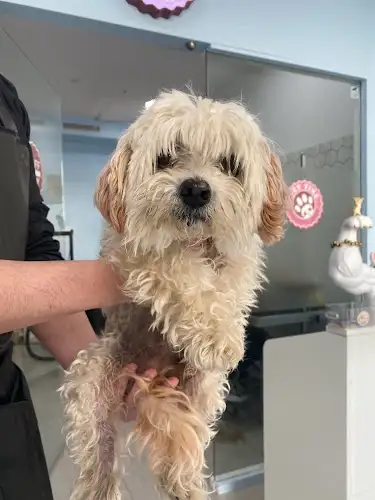 Pet Time Grooming Shop Miranda - Pet Groomer in Miranda