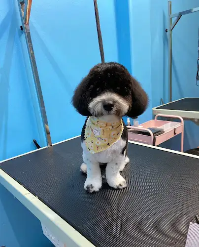 PETFECTIONS - Pet Groomer in Crows Nest