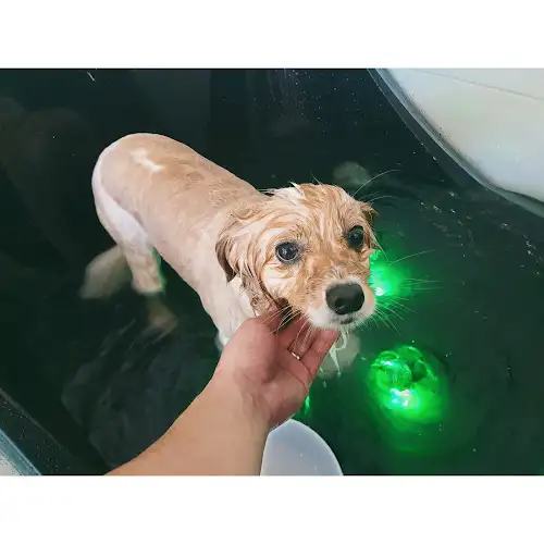 Petime - Pet Groomer in Macquarie Park