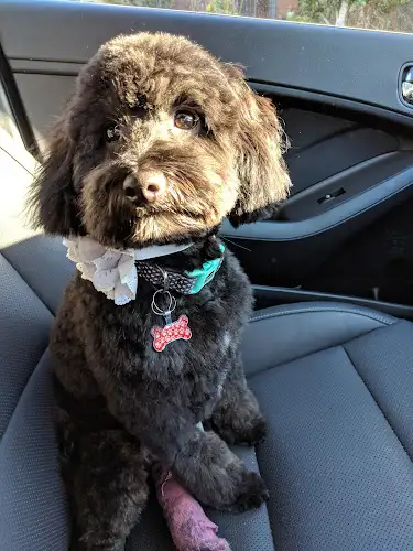 Petique Pet Spa - Pet Groomer in Silverwater