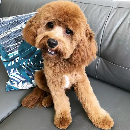 Petiquette By Caroline - Pet Groomer in Elwood