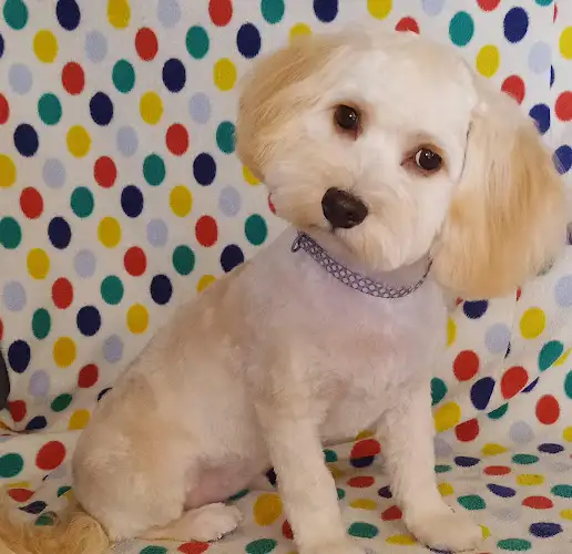 Petite Paws Dog Grooming Salon - Pet Groomer in Keperra